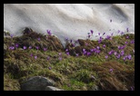 Pirin - Tevno - Demianitsa -06-07-2015 - Bogdan Balaban